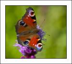 P&Aring;F&Aring;GEL&Ouml;GA