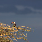 African Hornbill