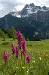 Alp-orkidéer