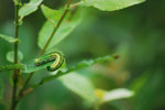 Green Caterpillar