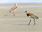 The Southern Lapwing (Vanellus chilensis)