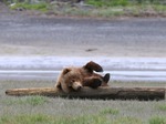 Björn unge i Katmai Alaska