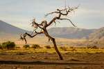 Vid Lake Natron