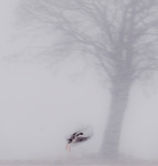 F&aring;glar i sn&ouml;storm 1