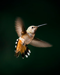 Rufous Hummingbird 3