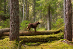 Höst i skogen