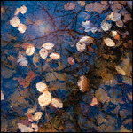 Fjol&aring;rsl&ouml;v i vattenp&ouml;l