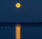 Svanar i m&aring;nljus