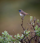 Fj&auml;llets n&auml;ktergal. Bl&aring;haken.