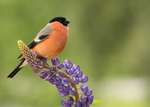 flower finch