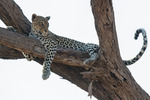 Leopard, Samburu