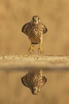 COMMON KESTREL
