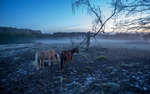 Fullmoon horses