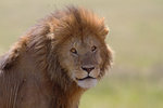 Lejon i Serengeti