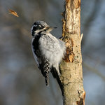 Tret&aring; snickar ett matbord