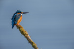 King Fisher...