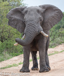 Frustrerad elefanttjur