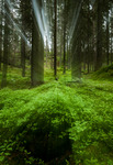 Forest Light