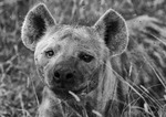 Spotted Hyena having a rest