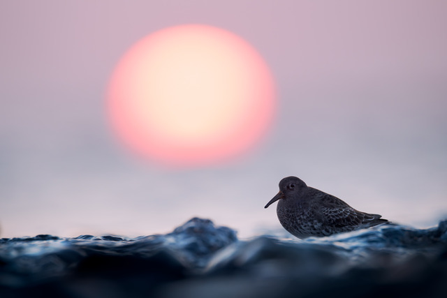 Sk&auml;rsn&auml;ppa framf&ouml;r den nedg&aring;ende solen