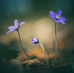 I en gl&auml;nta i hasselskogen