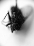 Dead fly