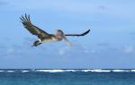 brown Pelican