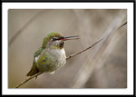 Anna's hummingbird hona