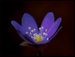Hepatica