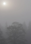 Solen i dimman