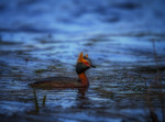Horned Grebe.