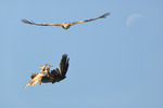 Red Kite fight