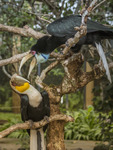 African Hornbills in Bali