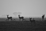 Tidig morgon Kafue NP Zambia