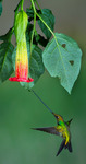 Svärdnäbbskolibri i Ecuador
