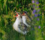 Vi &auml;r hungriga .......