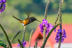 Hummingbird II