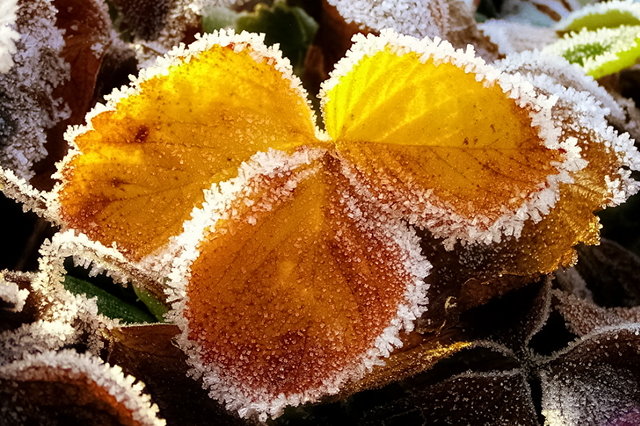 frostigt jordgubbsblad