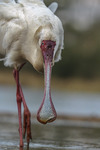 Skedstork