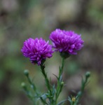 Novemberblommor i tr&auml;dg&aring;rden