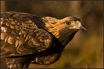 Golden Eagle in golden light