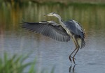 GREY HERON