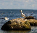 King of the rock