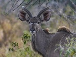 Kudu