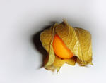 physalis