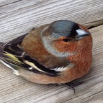 Bofink p&aring; bes&ouml;k