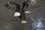bald eagle med fisk