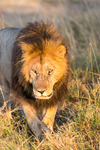 Lejonhanne, Masai Mara