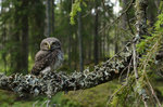 Sparvuggleunge i gammelskogen.