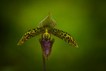 Paphiopedilum sukhakulii